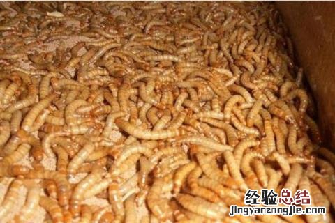 黄粉虫的养殖成本和利润分析 黄粉虫养殖前景,以及利润分析