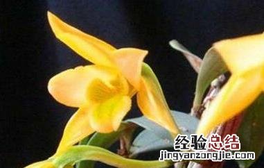 翅梗石斛的功效与作用 翅梗石斛可以食用吗