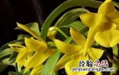 翅梗石斛的功效与作用 翅梗石斛可以食用吗