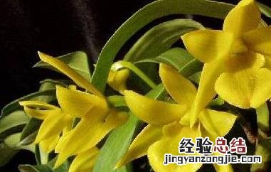 翅梗石斛的功效与作用 翅梗石斛可以食用吗