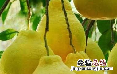酸柚子的功效与作用 酸柚子的功效与作用与禁忌