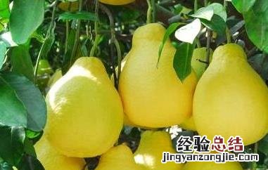酸柚子的功效与作用 酸柚子的功效与作用与禁忌