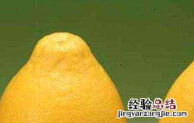 大柚子的功效与作用及禁忌症是什么 大柚子的功效与作用及禁忌