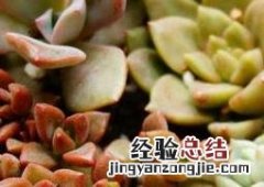 白牡丹怎么养成长杆 白牡丹怎么养
