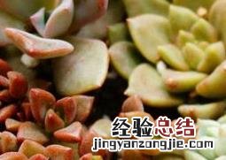 白牡丹怎么养成长杆 白牡丹怎么养