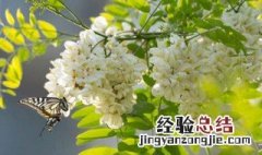 请问槐花对身体有什么好处吗 槐花对身体的功效