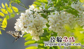 请问槐花对身体有什么好处吗 槐花对身体的功效