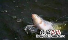 蚯蚓钓鲫鱼怎么打窝 详细步骤介绍