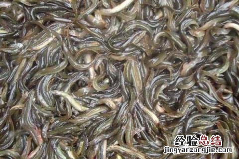 泥鳅养殖利润有多少,附成本介绍 泥鳅养殖成本及利润