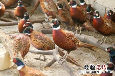 农村养什么鸡比较好养，根据市场需求来选择品种