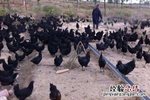 农村养什么鸡比较好养，根据市场需求来选择品种