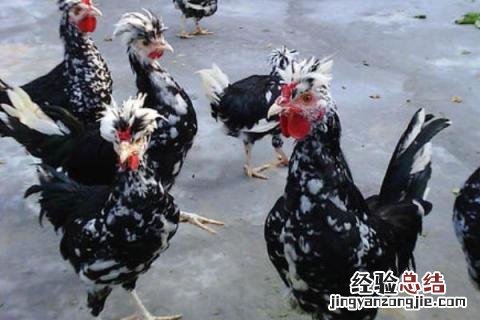 农村养什么鸡比较好养，根据市场需求来选择品种