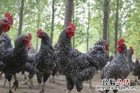农村养什么鸡比较好养，根据市场需求来选择品种