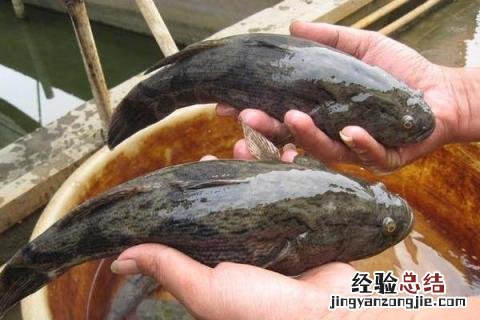 淡水养殖项目有哪些,风险和收益并存