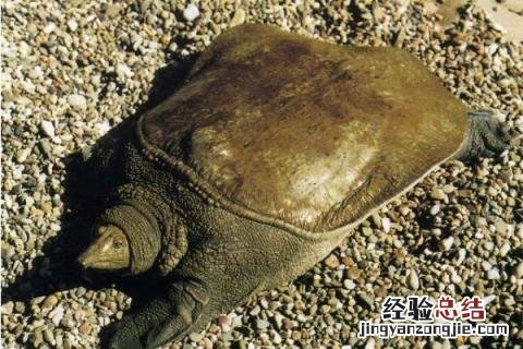 淡水养殖项目有哪些,风险和收益并存