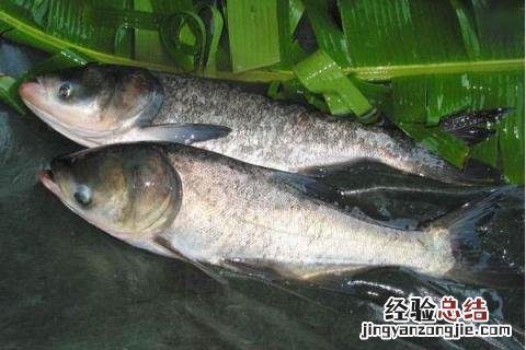 淡水养殖项目有哪些,风险和收益并存