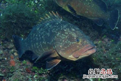 淡水养殖项目有哪些,风险和收益并存