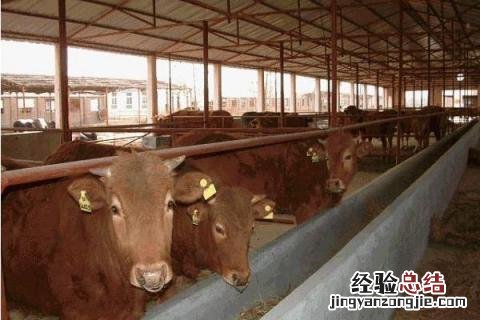 肉牛养殖效益怎么样,附发展趋势 肉牛养殖发展前景