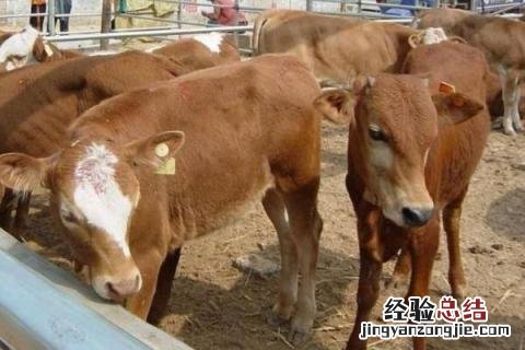 肉牛养殖效益怎么样,附发展趋势 肉牛养殖发展前景