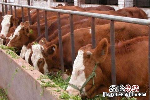 肉牛养殖效益怎么样,附发展趋势 肉牛养殖发展前景