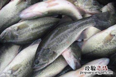 农业养殖致富项目有哪些,根据市场和实际情况选择项目