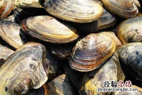 农业养殖致富项目有哪些,根据市场和实际情况选择项目