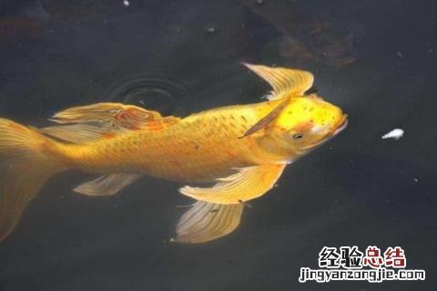 农业养殖致富项目有哪些,根据市场和实际情况选择项目