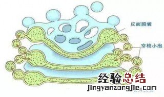 高尔基体的功能高中 高尔基体的功能高中生物必修一