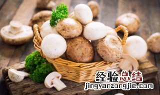 酱香蘑菇如何做 怎么做酱香蘑菇