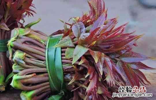 吃香椿有什么好处与作用 吃香椿有什么好处与作用吗