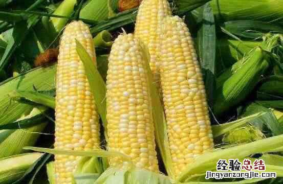 玉米的热量高吗，为什么减肥不建议吃玉米