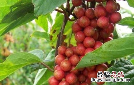 山五味子根的功效和作用 山五味子的功效与作用