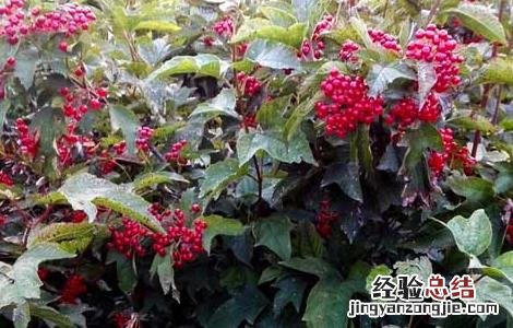 山五味子根的功效和作用 山五味子的功效与作用