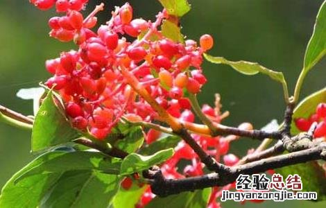 山五味子根的功效和作用 山五味子的功效与作用