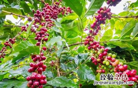 山五味子根的功效和作用 山五味子的功效与作用