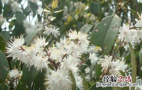 山矾叶的功效与作用的功效 山矾叶的功效与作用