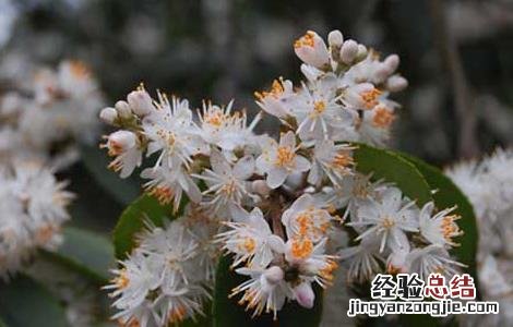 山矾叶的功效与作用的功效 山矾叶的功效与作用