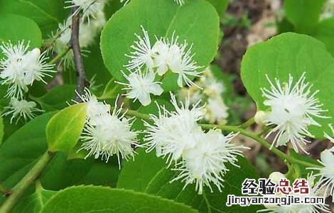 山矾叶的功效与作用的功效 山矾叶的功效与作用