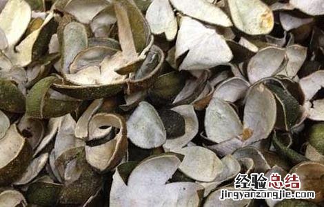 青皮的功效与作用 青皮的功效与作用图片