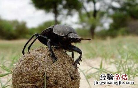 蜣螂的功效与作用 蜣螂的功效与作用用量