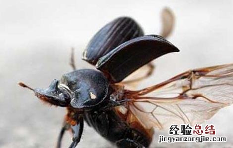 蜣螂的功效与作用 蜣螂的功效与作用用量