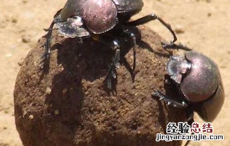 蜣螂的功效与作用 蜣螂的功效与作用用量