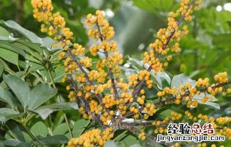 七叶莲的功效与作用 七叶莲_七叶莲的功效与作用