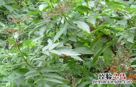 七叶莲的功效与作用 七叶莲_七叶莲的功效与作用