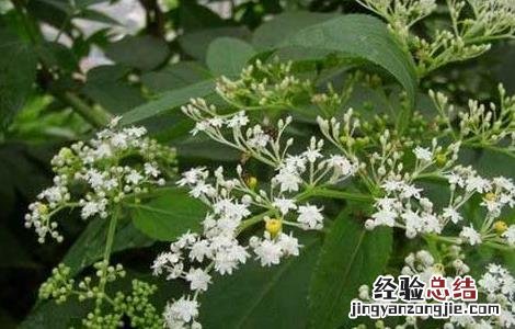 七叶莲的功效与作用 七叶莲_七叶莲的功效与作用