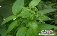 七叶莲的功效与作用 七叶莲_七叶莲的功效与作用