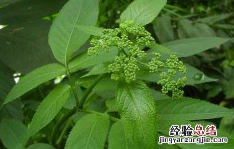 七叶莲的功效与作用 七叶莲_七叶莲的功效与作用