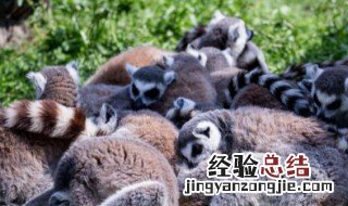 中国最多的动物是什么? 中国那个省动物最多
