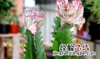 龙骨柱植物怎么养 龙骨柱怎么养长的快