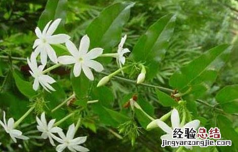扭肚藤的功效与作用 扭肚藤的功效与作用及禁忌